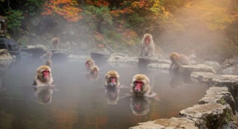 一生に一度の特別な旅！日本のユニーク温泉体験へようこそ